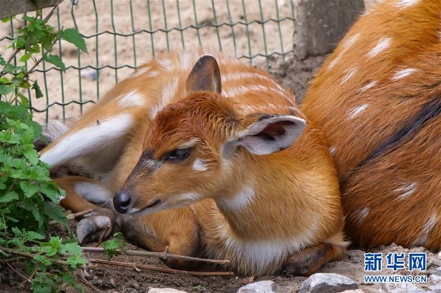 （國際）（4）比利時天堂動物園里的夏日“萌物”