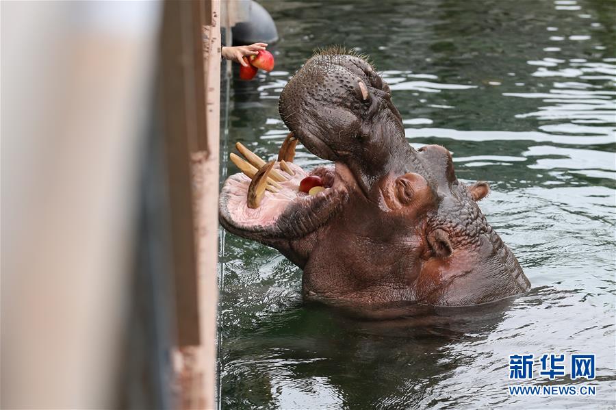 （國際）（6）比利時天堂動物園里的夏日“萌物”