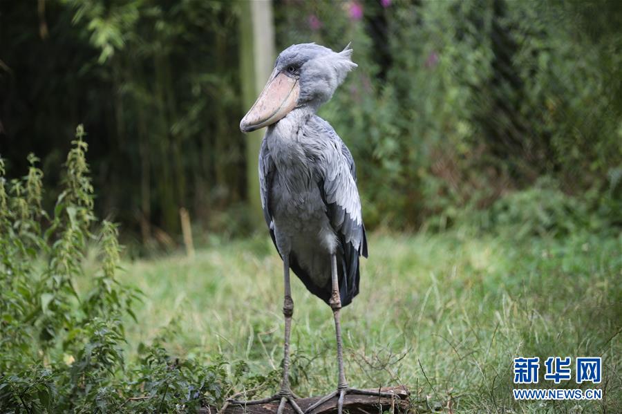 （國際）（7）比利時天堂動物園里的夏日“萌物”