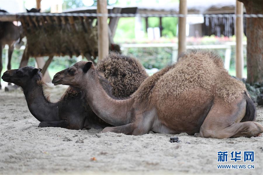 （國際）（8）比利時天堂動物園里的夏日“萌物”
