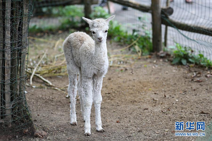 （國際）（9）比利時天堂動物園里的夏日“萌物”