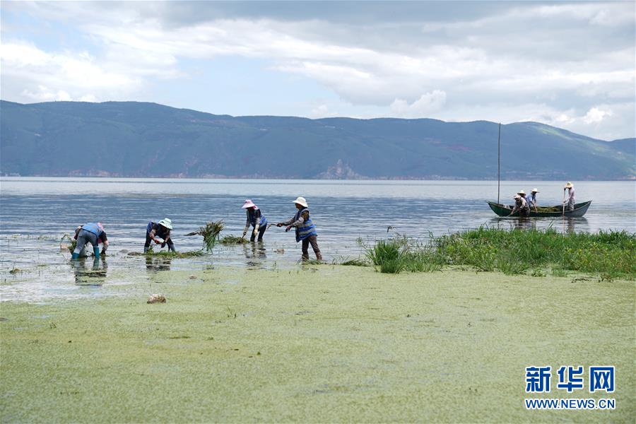 （環境）（1）大理洱海水質總體向好