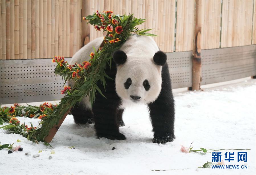 （社會(huì)）（11）大熊貓思嘉的“生日派對(duì)”
