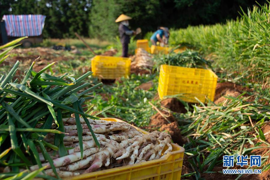 （經濟）（2）湖南江永：挖香姜 促增收