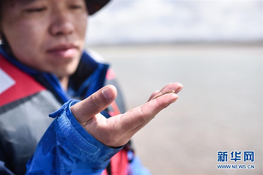 （熱點(diǎn)鮮報(bào)·圖文互動(dòng)）（5）海拔4000多米，魚群為啥還能“活蹦亂跳”？