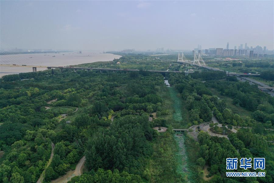 (環境)(5)南京:江邊濕地綠意濃