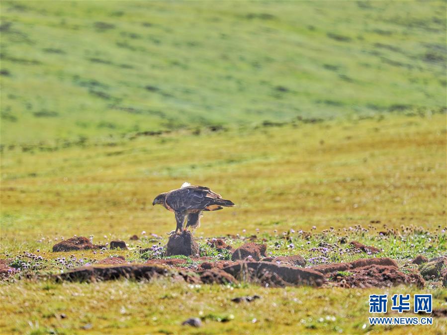 (環(huán)境)(7)嘉塘草原的神秘“萌物”