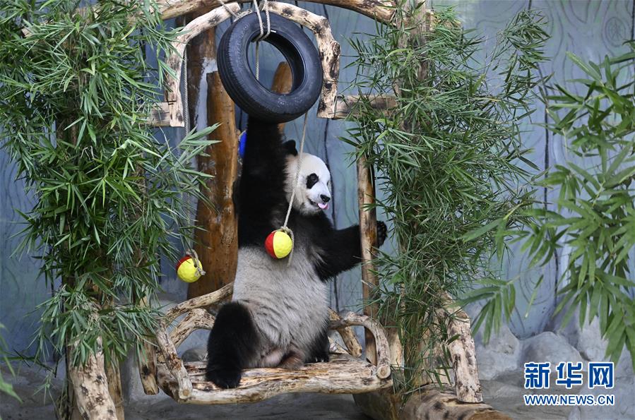 (社會(huì))(2)大熊貓兄弟的“生日派對(duì)”