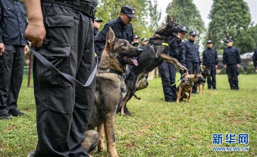 (社會)(5)我國首只警用工作克隆犬“昆勛”入警