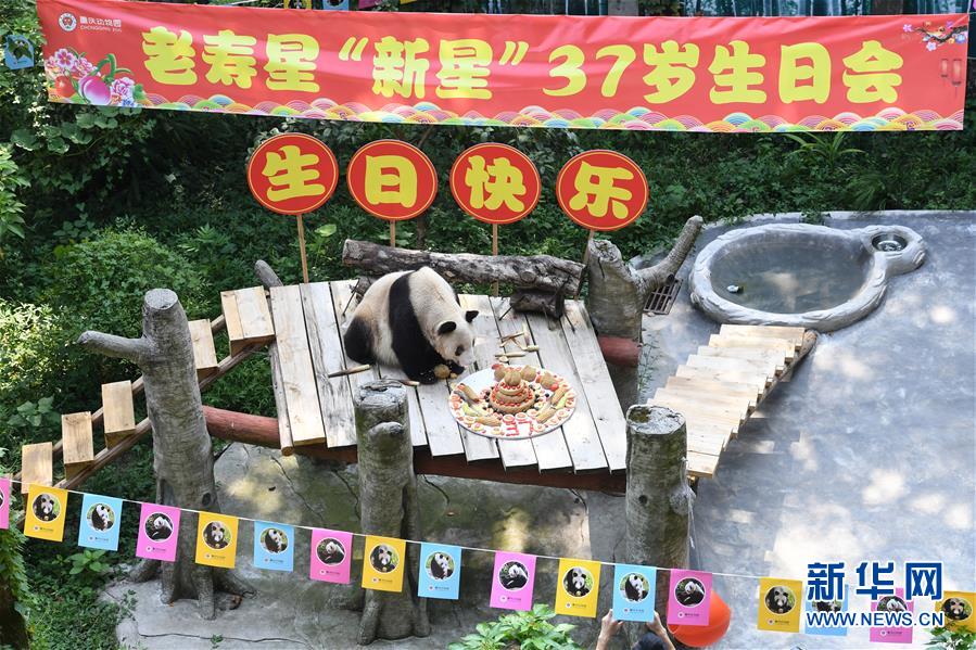 （圖文互動）（1）世界現(xiàn)存最年長大熊貓迎來37歲生日