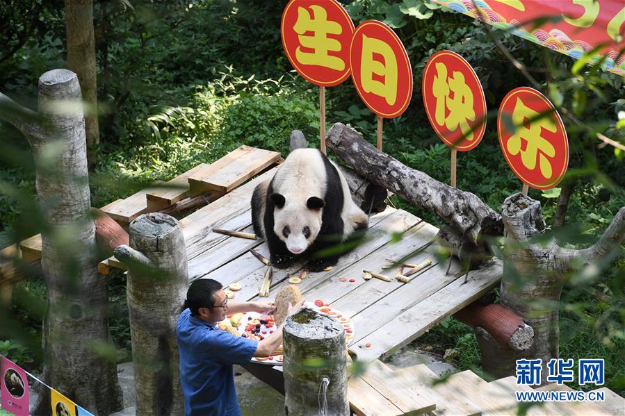 (圖文互動(dòng))(5)世界現(xiàn)存最年長(zhǎng)大熊貓迎來(lái)37歲生日