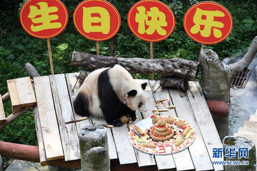 (圖文互動(dòng))(6)世界現(xiàn)存最年長(zhǎng)大熊貓迎來(lái)37歲生日