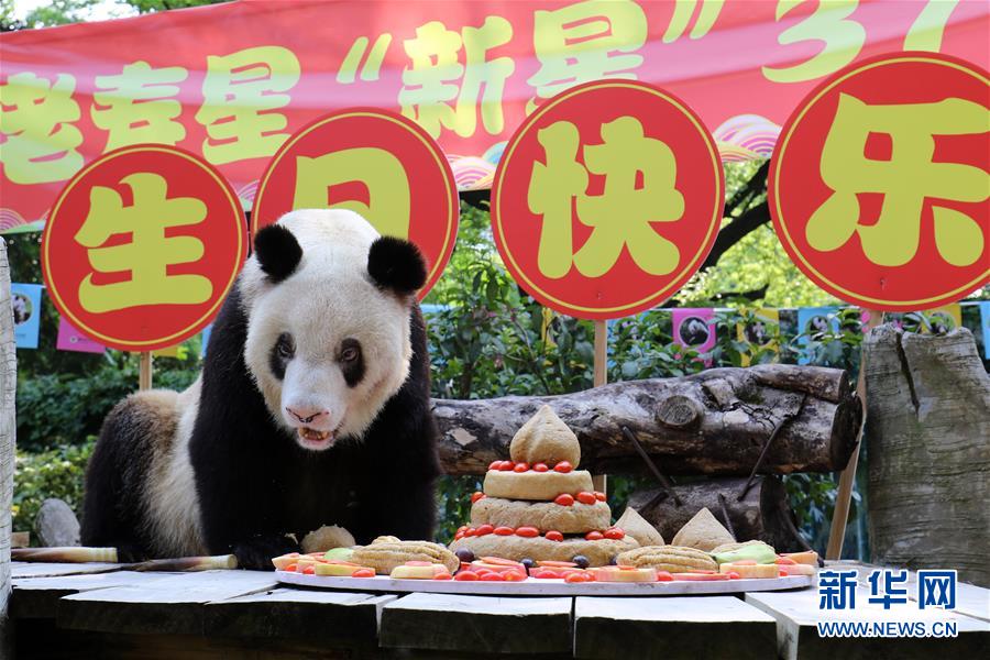 (圖文互動(dòng))(7)世界現(xiàn)存最年長(zhǎng)大熊貓迎來(lái)37歲生日