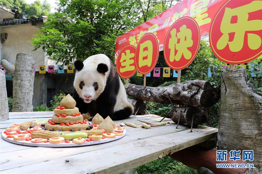 (圖文互動(dòng))(8)世界現(xiàn)存最年長(zhǎng)大熊貓迎來(lái)37歲生日