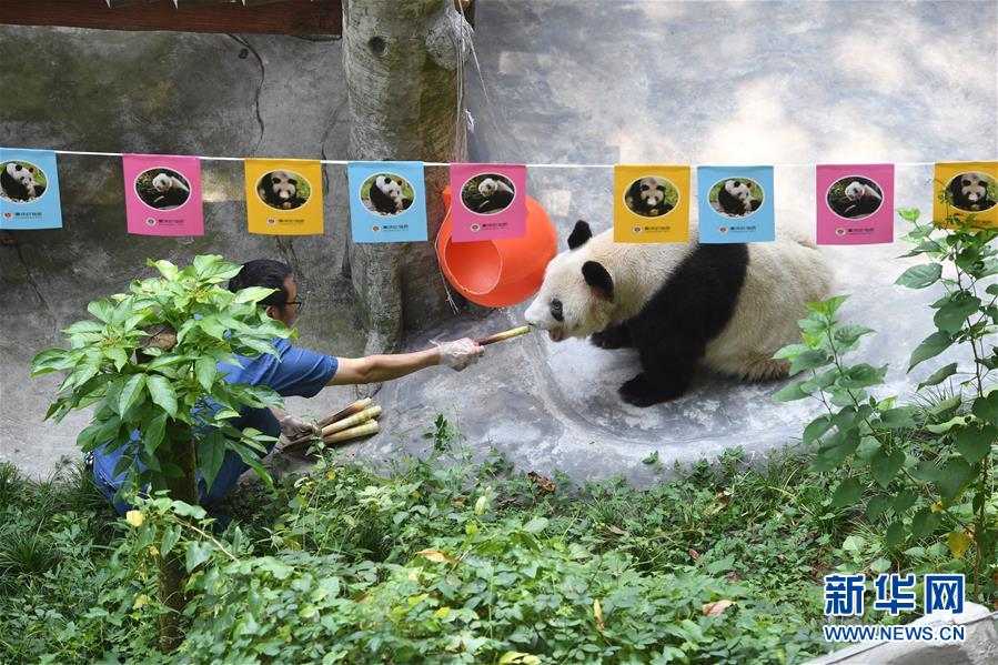 (圖文互動(dòng))(9)世界現(xiàn)存最年長(zhǎng)大熊貓迎來(lái)37歲生日