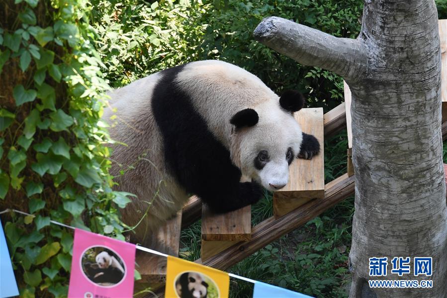 (圖文互動(dòng))(10)世界現(xiàn)存最年長(zhǎng)大熊貓迎來(lái)37歲生日
