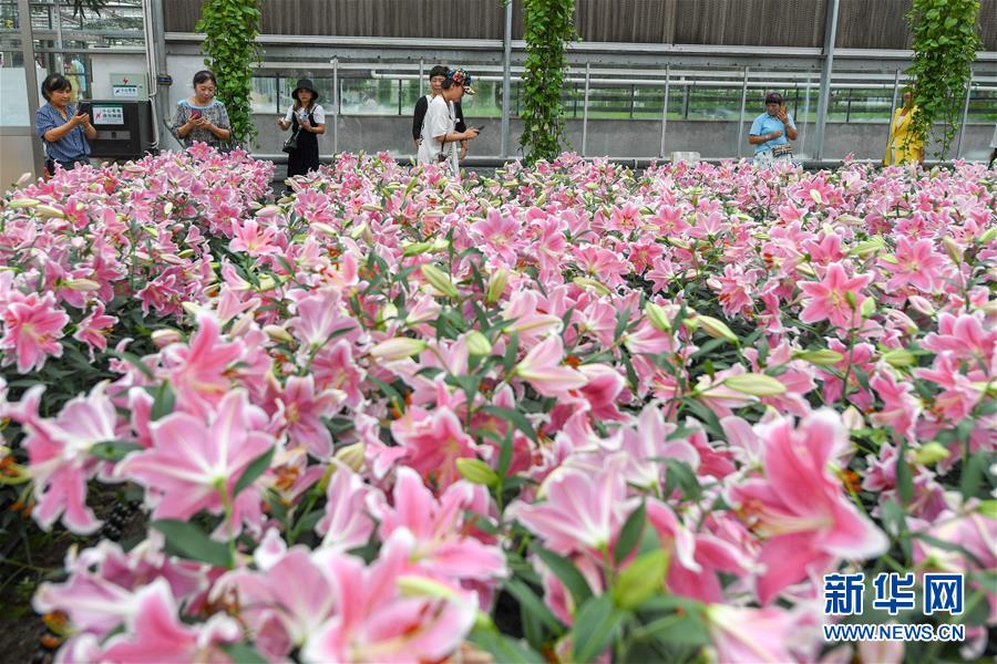 （社會(huì)）（2）賞花游園過(guò)周末