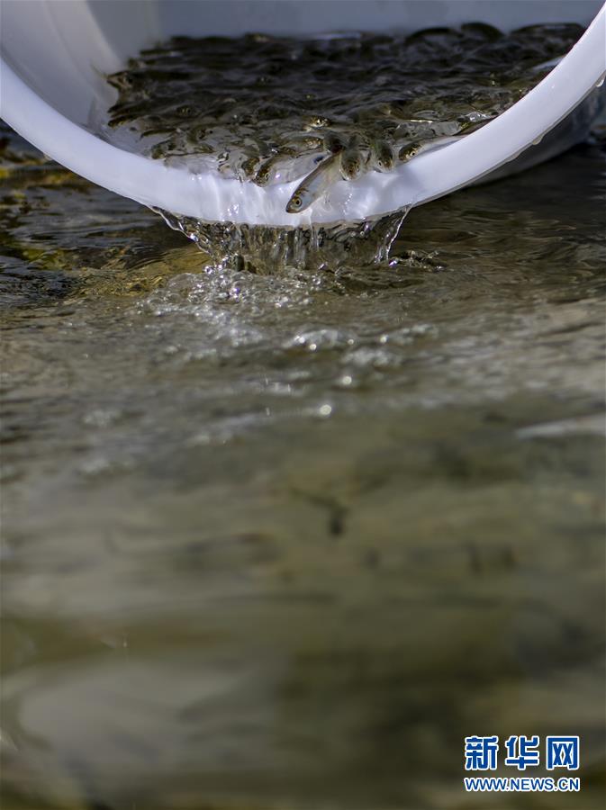（環境）（2）云南玉溪舉行撫仙湖保護日活動
