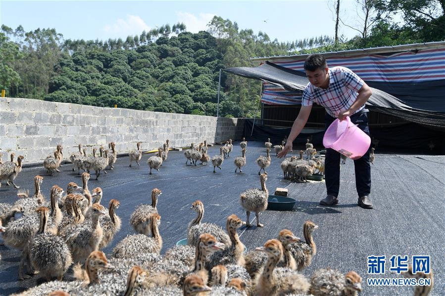 （經濟）（1）鴕鳥養殖走出脫貧致富新門路