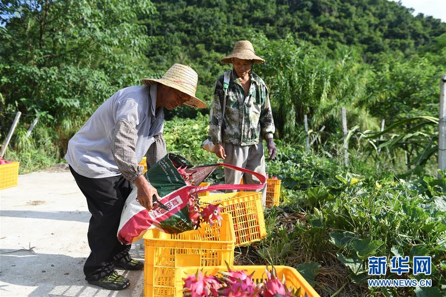 （社會）（5）廣西田東：多措并舉助脫貧