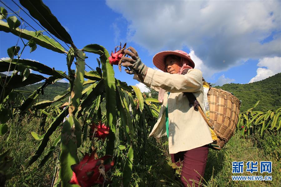 （社會）（7）廣西田東：多措并舉助脫貧