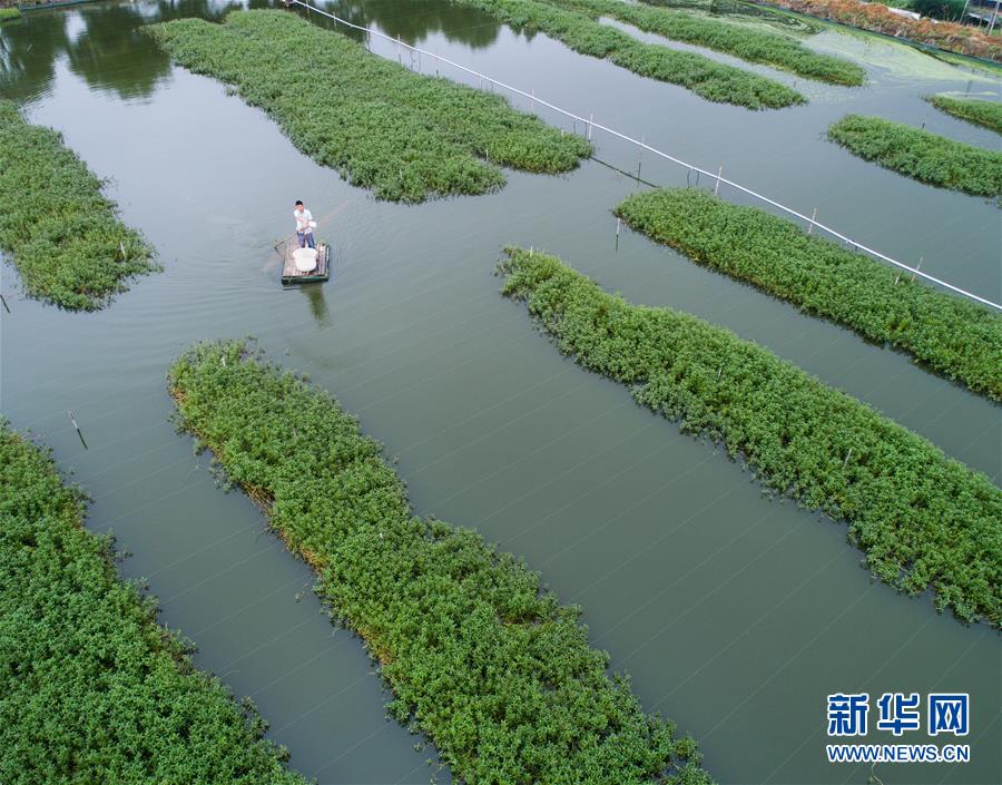 (經濟)(2)秋風起 湖蟹肥