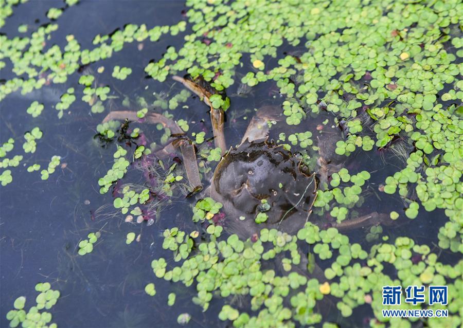 (經濟)(3)秋風起 湖蟹肥