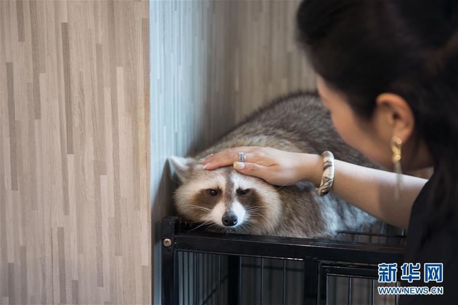 （國際）（5）探訪曼谷動物咖啡館 