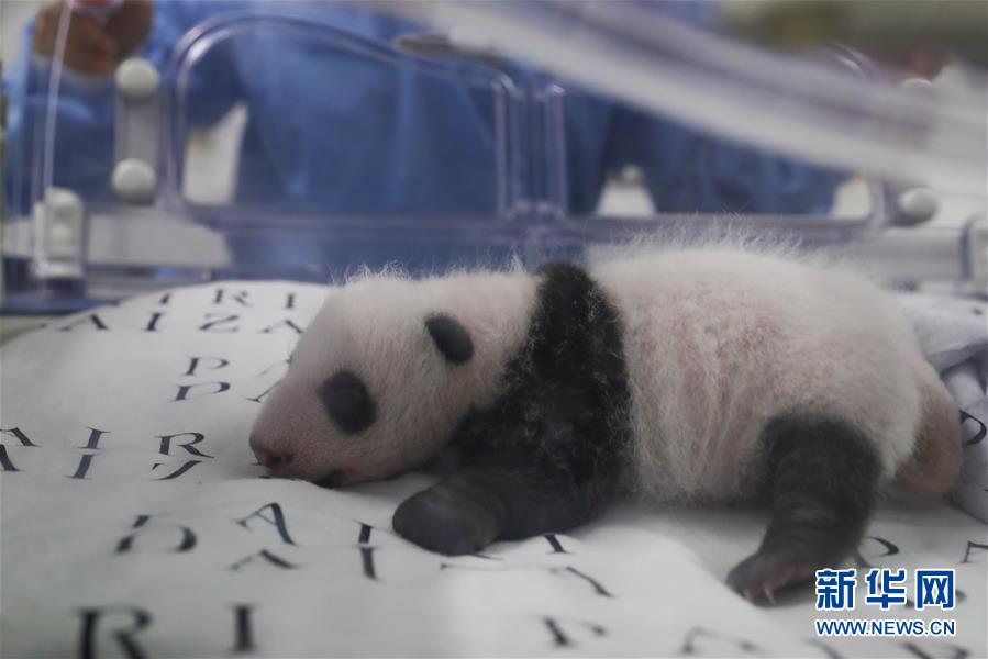 （國際）（4）旅比大熊貓幼仔滿月