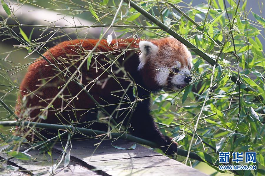 (國(guó)際·北京世園會(huì))(7)比利時(shí)天堂動(dòng)物園的園林之美