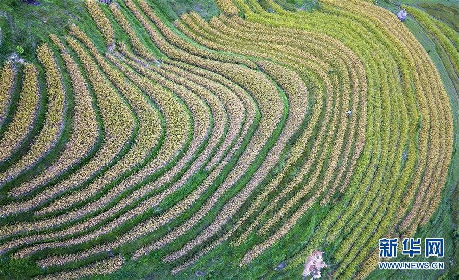 （經(jīng)濟(jì)）（1）瞰豐收——苗寨梯田搶秋收