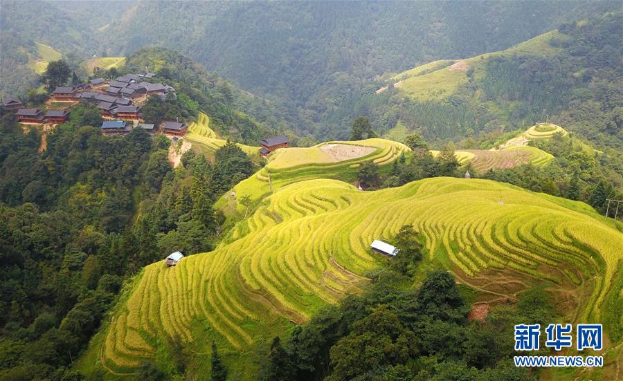 （經(jīng)濟(jì)）（4）瞰豐收——苗寨梯田搶秋收