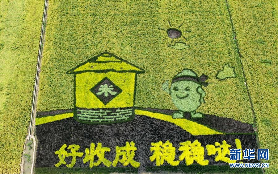 （環境）（1）稻田作畫慶豐收