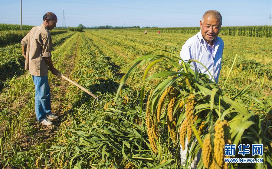 （經濟）（1）河北棗強：“扶貧谷子”富農家