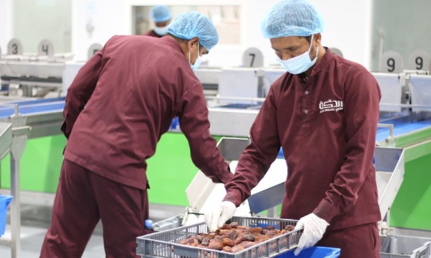 沙特進入椰棗收獲季