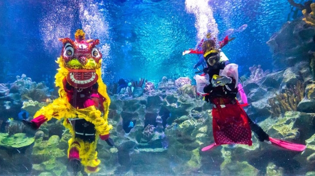 吉隆坡:水中舞獅賀新年(高清組圖)