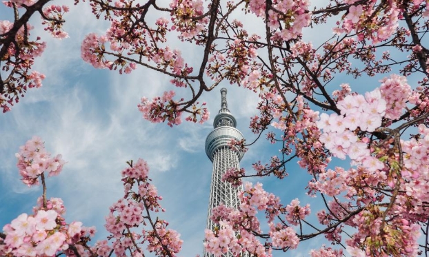 日本東京:春來(lái)櫻開(高清組圖)