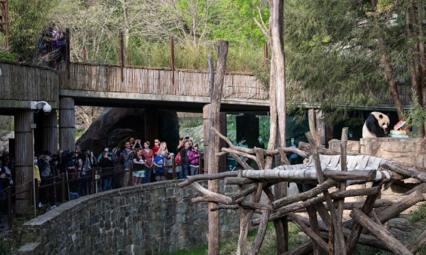 美國史密森學會國家動物園慶祝大熊貓抵美暨大熊貓項目50周年(高清組圖)