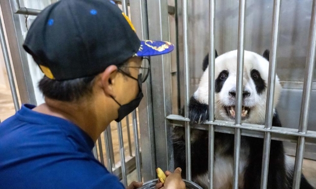 “熊貓奶爸”的幸福生活（高清組圖）