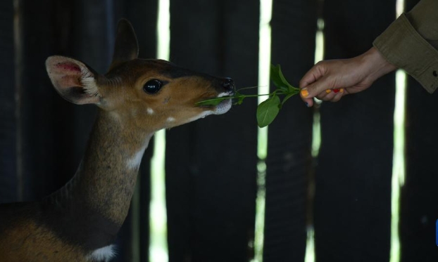 肯尼亞納紐基:動物孤兒院（高清組圖）