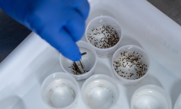 小蚊子也有大用處——巴西生物工廠助力蟲媒疾病防控（高清組圖）