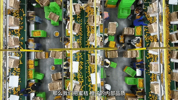 高質量發展調研行丨一顆小柑橘 帶動富民大產業