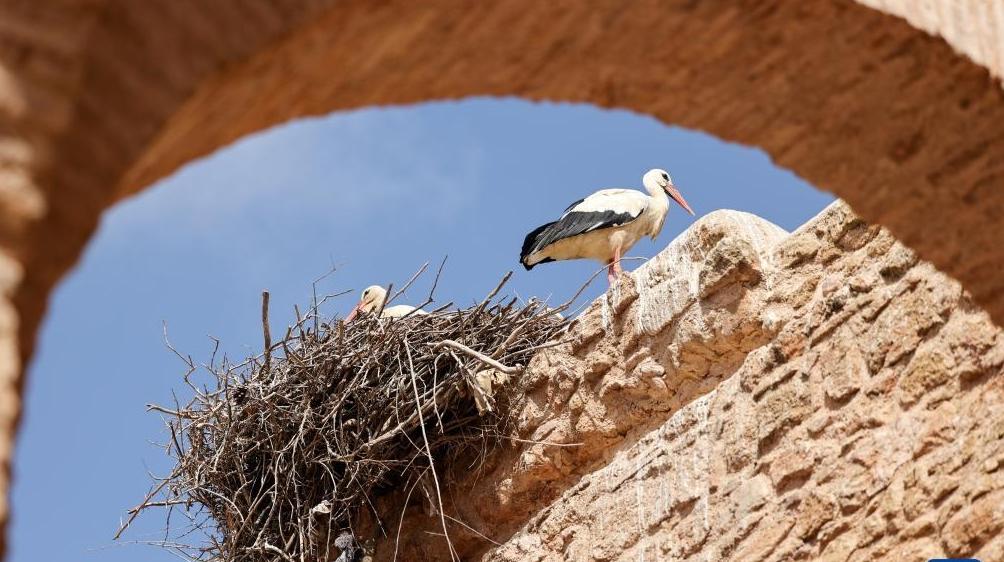 探訪摩洛哥舍拉考古遺址
