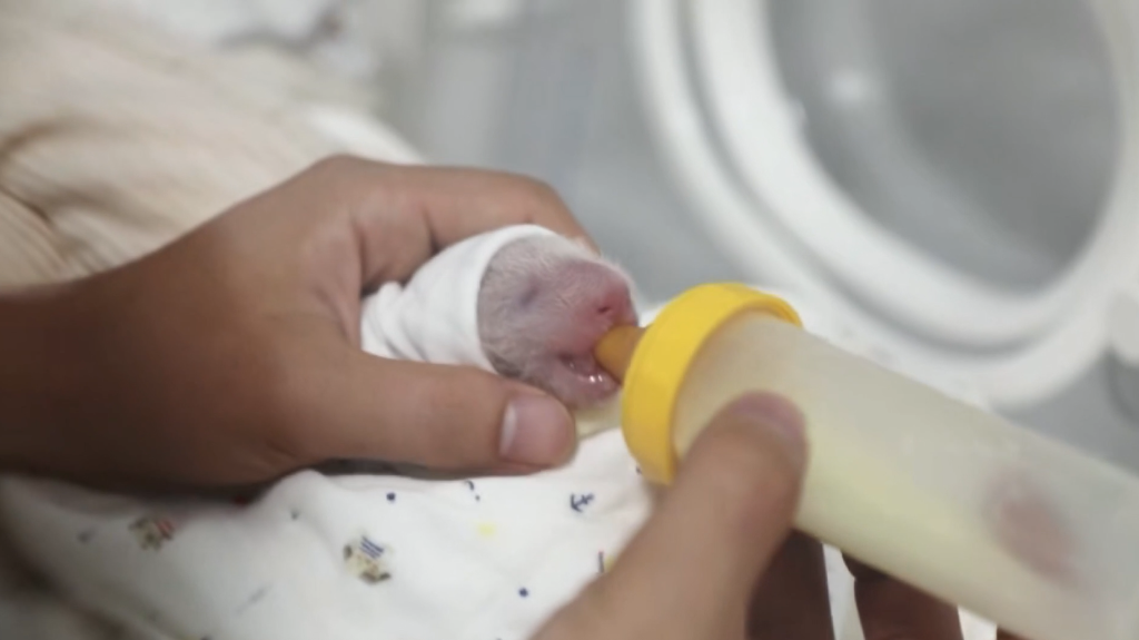 上海：大熊貓“芊金”首次當媽 “龍鳳”雙喜一胎得倆