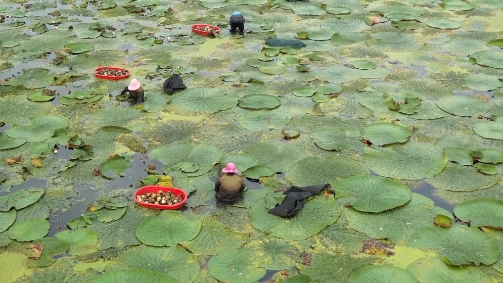新華視點｜“小特產”撬動“大產業”：特色產業激活經濟新動能