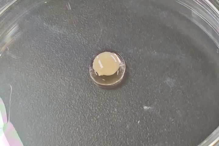 實驗室里長出目前最大尺寸“人造心臟”