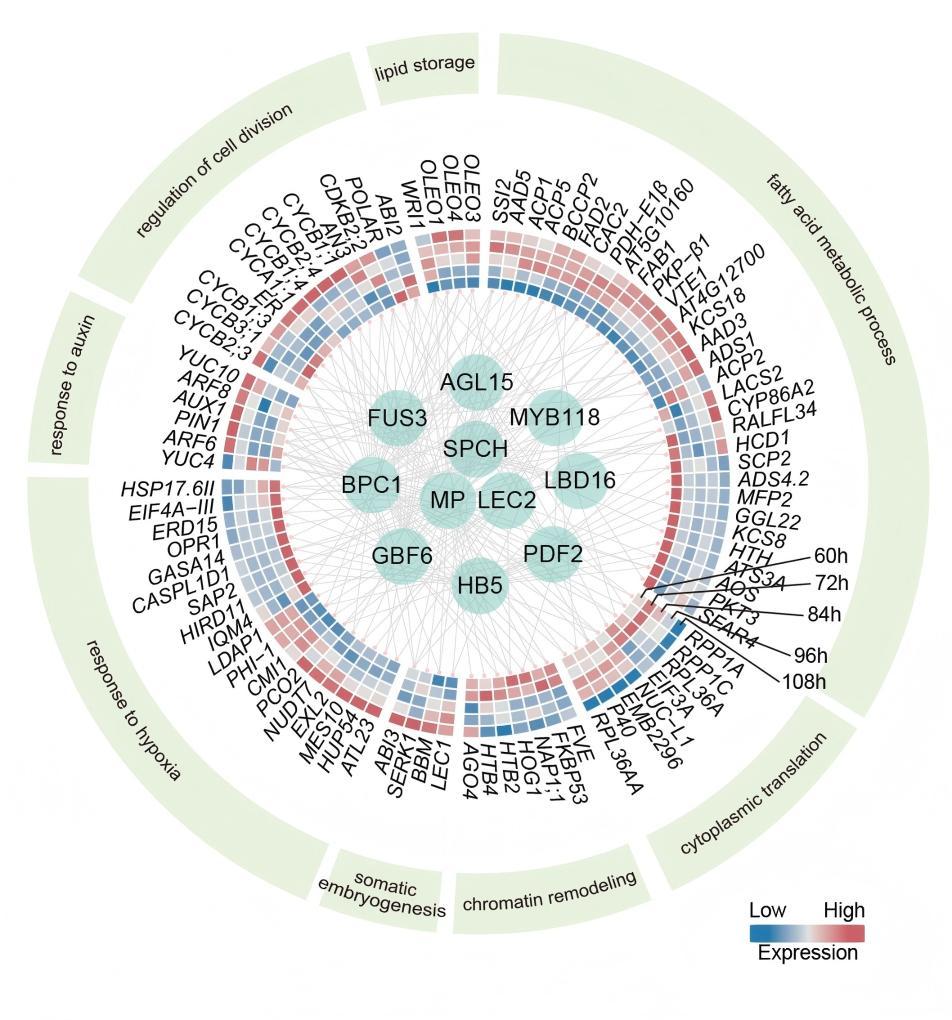 我國科學(xué)家首次揭示單個(gè)體細(xì)胞“變”完整植株全過程