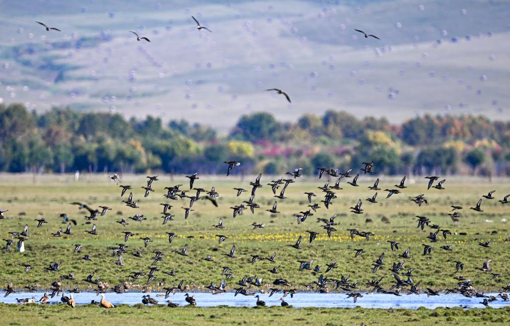 “聲動”二十四節(jié)氣·秋分｜晝夜均寒暑平 桂花香秋意濃