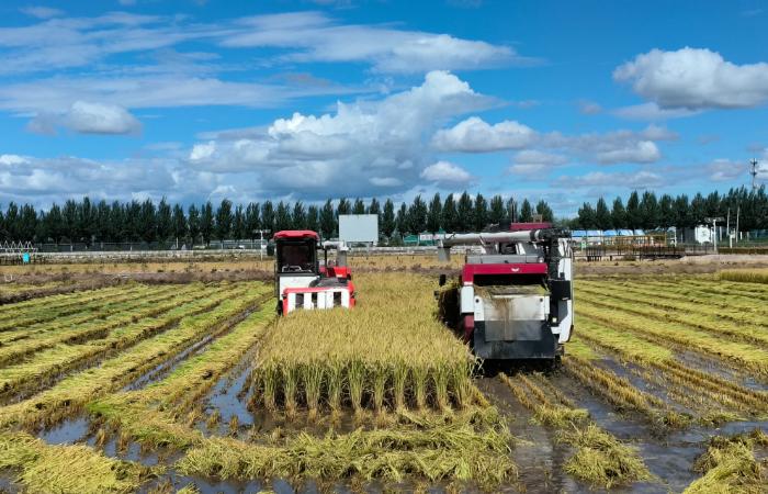 中國農民豐收節丨種子也要競爭上崗？內蒙古扎賚特旗的糧收得早產量高
