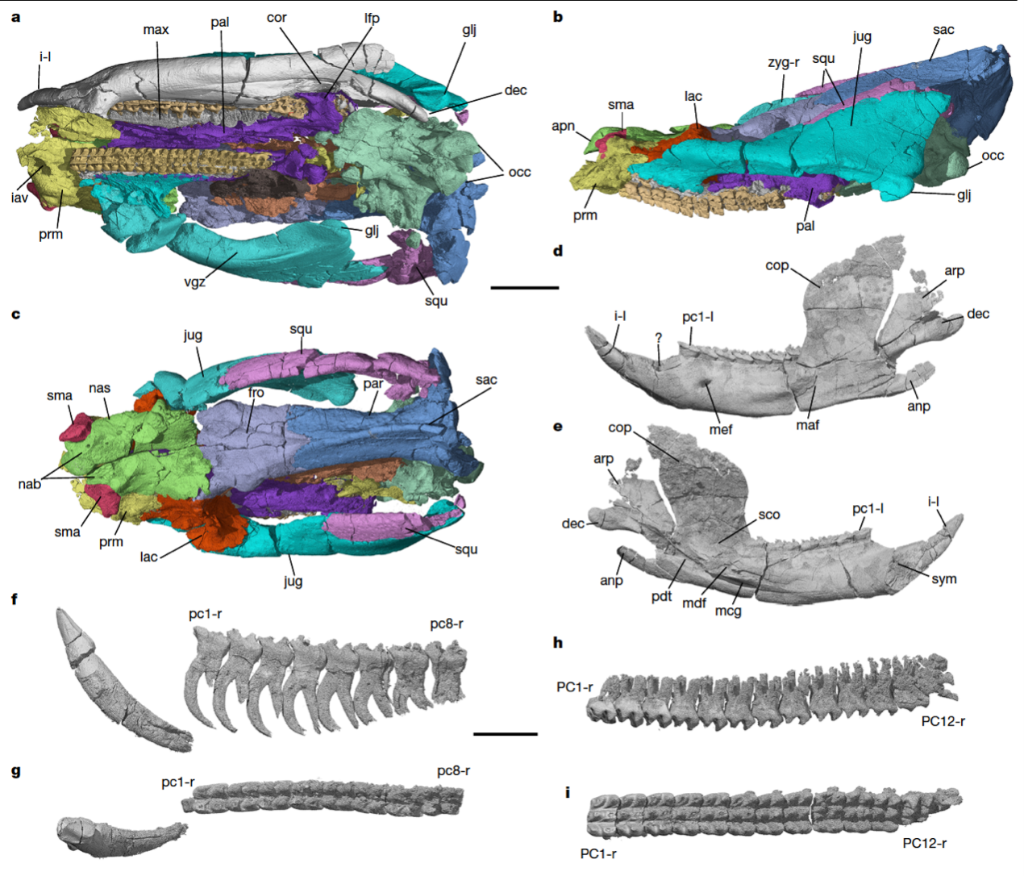 遠古發現丨“老化石”里發現“新秘密”：新成果破解多項生命演化之謎